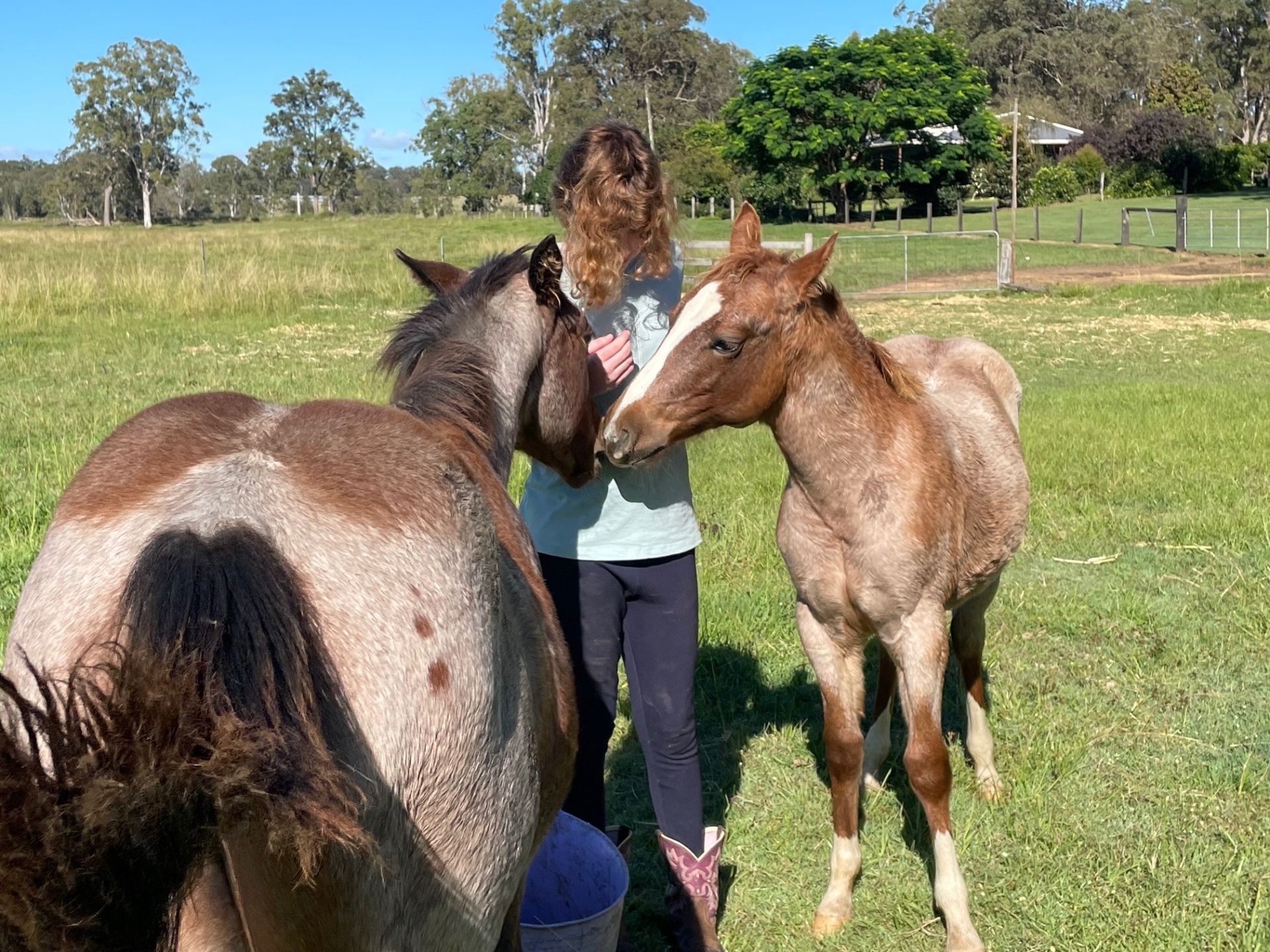 Observation of horses and meeting the horses at liberty